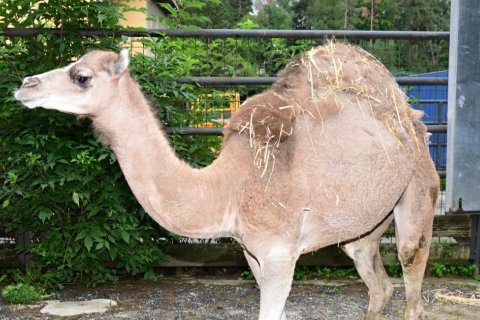 ZOO OLOMOUC MÁ DALŠÍHO VELBLOUDA