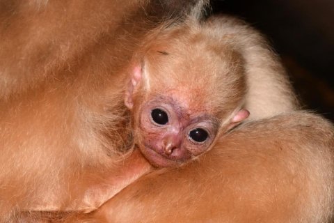 ZPÍVAJÍCÍ AKROBATÉ, KTEŘÍ MĚNÍ BARVU, SE DOČKALI POTOMKA!