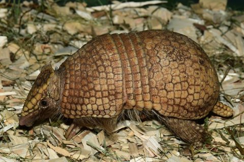PAMATUJÍ VYHYNUTÍ DINOSAURŮ.