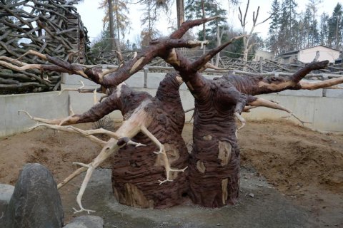 SURIKATY MAJÍ BAOBAB