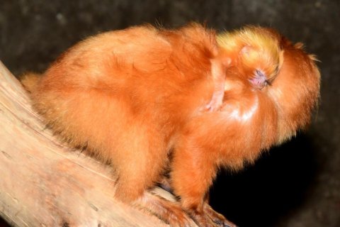 ZOO ROZMNOŽILA KLENOTY Z BRAZÍLIE