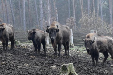 SAMEC ZUBRA DNES ODJEL DO ZOO PLZEŇ