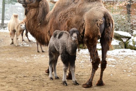 ZOO VÍTÁ DALŠÍ VELBLOUDÍ MLÁDĚ!