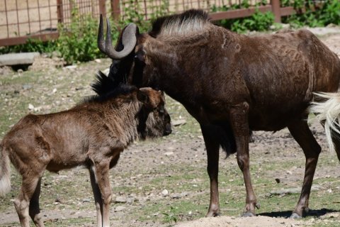 ZOO OLOMOUC ROZMNOŽILA PAKONĚ BĚLOOCASÉ