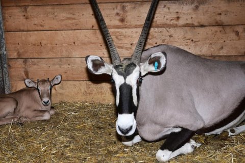 PORODY ORYXŮ
