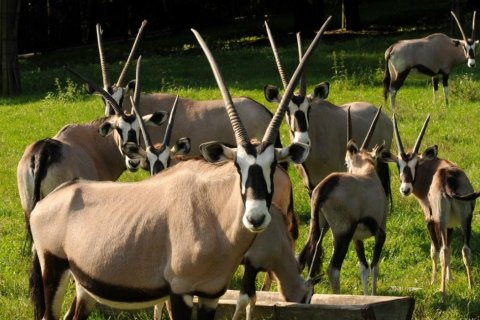 Odjezd oryxů