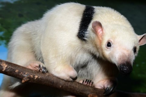 CALAMITY DORAZILA DO ZOO OLOMOUC!