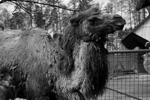 ZOO OLOMOUC SE LOUČÍ SE SAMICÍ VELBLOUDA