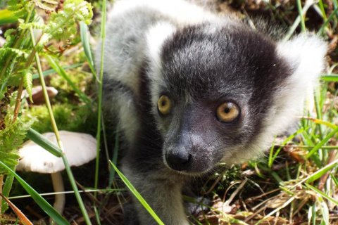 Mláďata lemurů