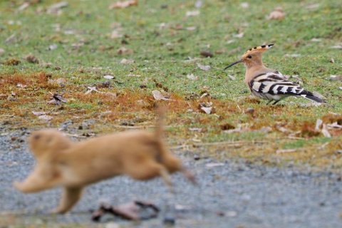 Do zoo zavítal dudek
