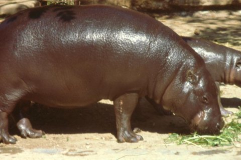ZOO SE ROZLOUČILA SE SAMICÍ HROŠÍKA LIBERIJSKÉHO