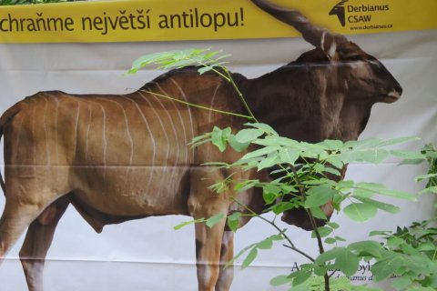 Den s antilopou