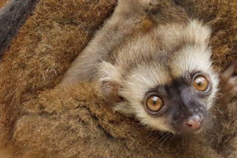 DVOJČATA U LEMURŮ BĚLOČELÝCH
