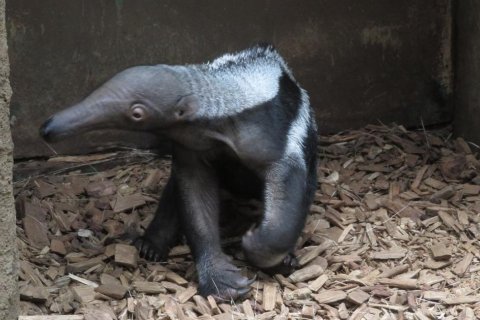 MRAVENEČNÍCI JSOU CHLOUBOU NAŠÍ ZOO