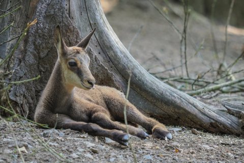 ERBOVNÍ ZVÍŘE ZOO OLOMOUC