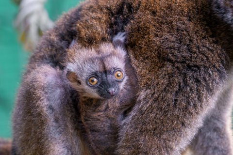 DVOJČATA U LEMURŮ BĚLOČELÝCH