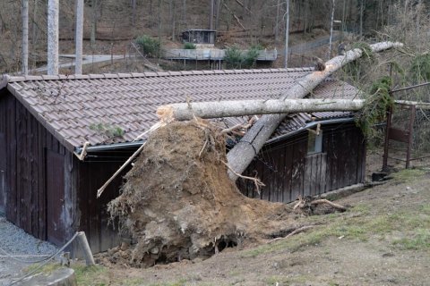 Jak pomoci po větrné kalamitě