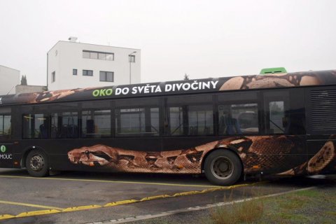 KRASAVEC ZE STÁJE DPMO