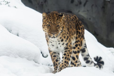ZOO POD SNĚHOVOU PEŘINOU