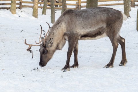 SANTOVA LETKA NAŠE SOBY NEZLÁKALA, BYŤ PŘIBUDOU DALŠÍ. SAMEC PÁŘIL 10 SAMIC!