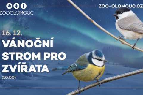 VÁNOČNÍ STROM PRO ZVÍŘATA