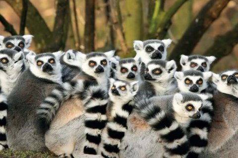 ZOOINVENTURA