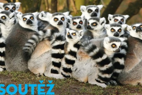 Zooinventura