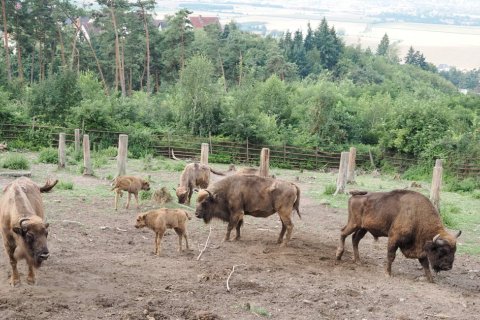 Z OLOMOUCKÉ ZOO ODJÍŽDÍ NEJVĚTŠÍ SAVCI EVROPY