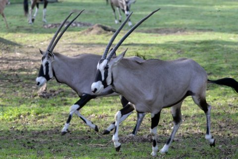 NÁVŠTĚVNÍCI OLOMOUCKÉ ZOO UŽ ORYXE NEUVIDÍ. MÍSTO NICH JSOU VE VÝBĚHU ZEBRY.