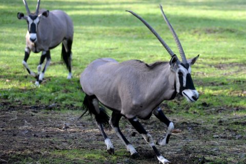 ORYXOVÉ ODCESTOVALI DO BRAZÍLIE.