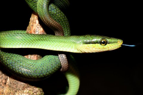 ZOO OLOMOUC MÁ ČESKÝ PRVOODCHOV VZÁCNÉ GONYOSOMY