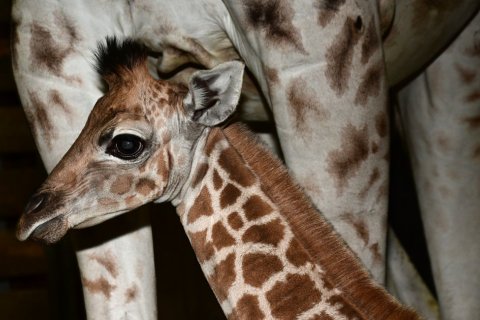 V ZOO OLOMOUC SE NARODIL SAMEC ŽIRAFY