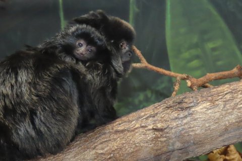 PO 25 LETECH MÁ ZOO OLOMOUC MLÁDĚ TAMARÍNA SKÁKAVÉHO