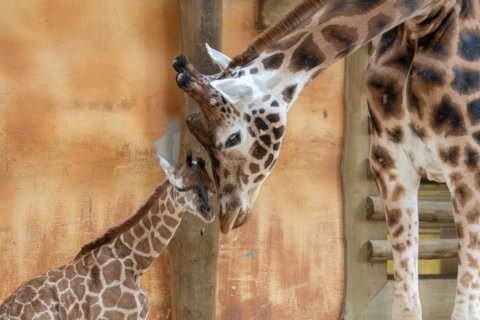 DALŠÍ MLÁDĚ ŽIRAFY V OLOMOUCKÉ ZOO