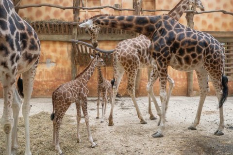 ZOO OLOMOUC PŘEDSTAVUJE MLÁĎATA ŽIRAF