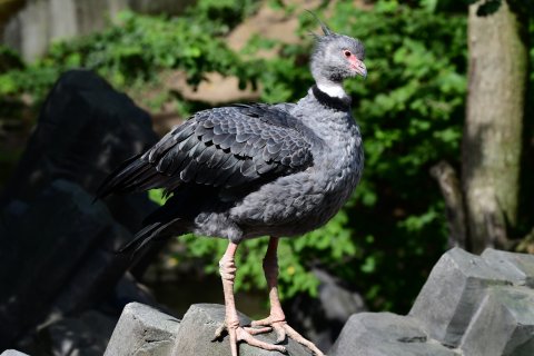 Čája obojková