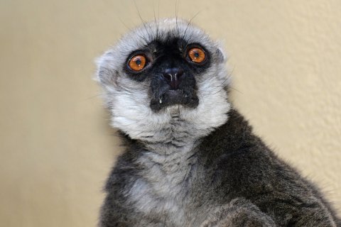 Lemur běločelý