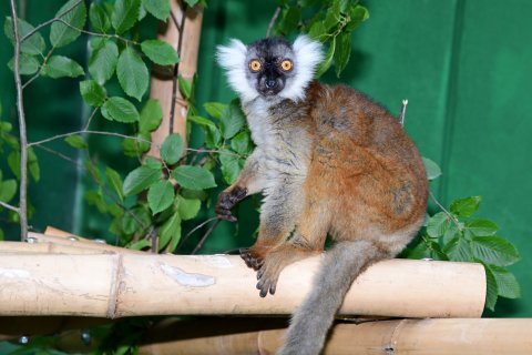 Lemur tmavý