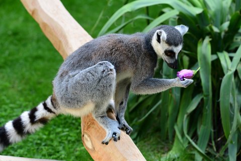Lemur kata