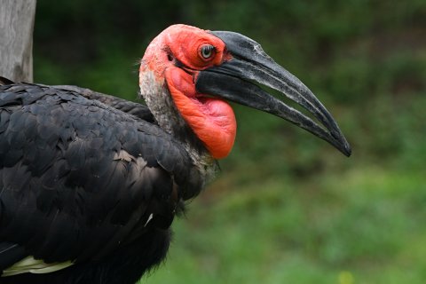 Zoborožec kaferský