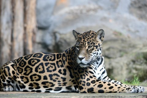 Jaguár americký