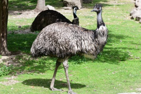 Emu hnědý