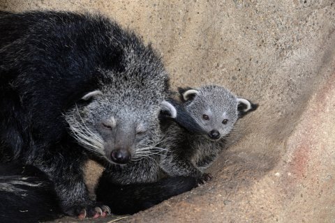 Binturong