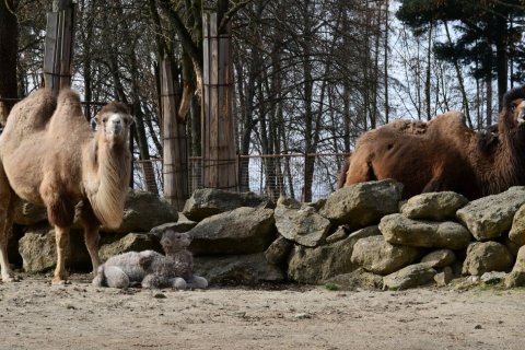 V ZOO OLOMOUC PŘIŠLA NA SVĚT MLÁĎATA VELBLOUDA
