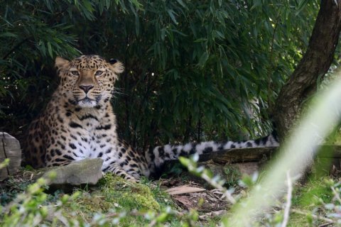 DO ZOO OLOMOUC PŘIJEL VZÁCNÝ LEVHART.