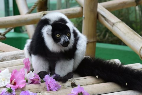 VARI ČERNOBÍLÍ SE POMALU CHYSTAJÍ DO NOVÉHO BYDLENÍ