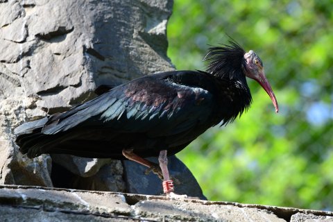 Ibis skalní