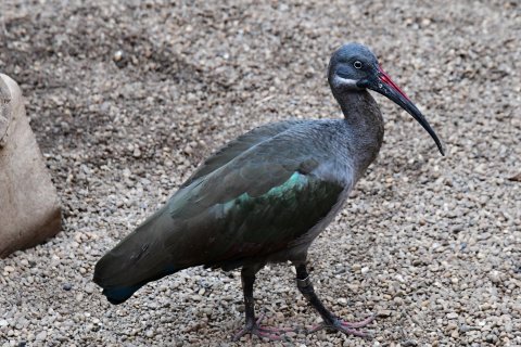 Ibis hagedaš