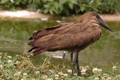 Kladivouš africký