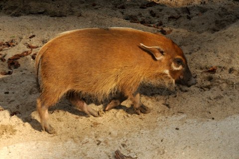 Štětkoun africký